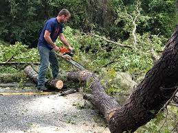 Best Tree and Shrub Care  in Huntington Park, CA