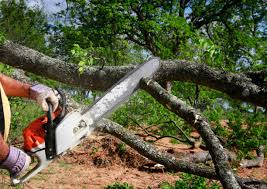 Best Weed Control  in Huntington Park, CA