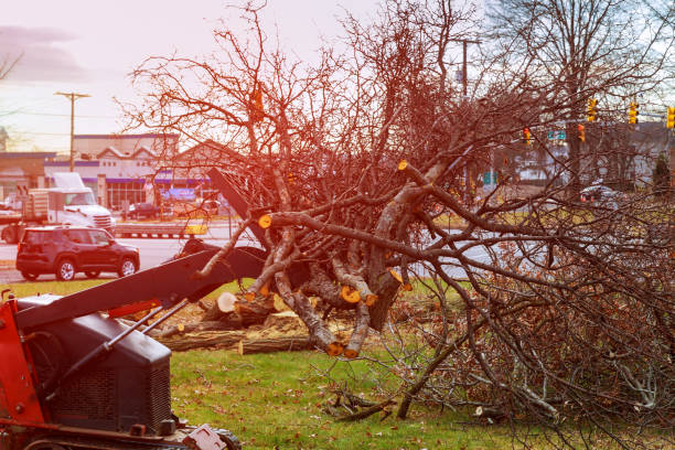 Best Hazardous Tree Removal  in Huntington Park, CA