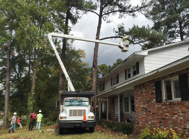 Huntington Park, CA Tree Care Company