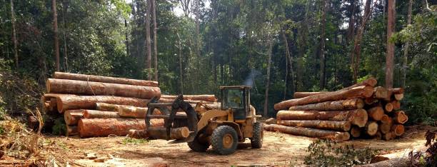 How Our Tree Care Process Works  in  Huntington Park, CA