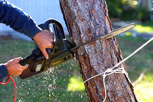 Best Tree Removal  in Huntington Park, CA