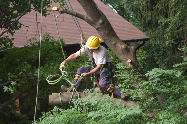 Best Lawn Irrigation Installation and Maintenance  in Huntington Park, CA
