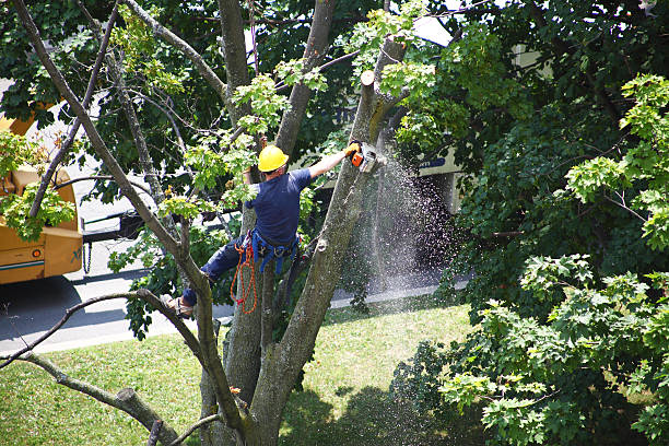 Best Tree Disease Treatment  in Huntington Park, CA