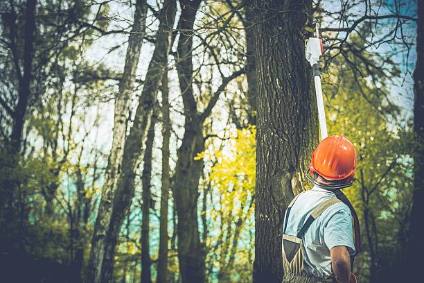 Best Storm Damage Tree Cleanup  in Huntington Park, CA